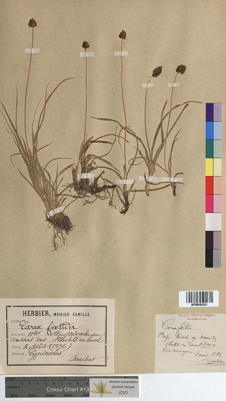 Carex foetida (Cyperaceae)
