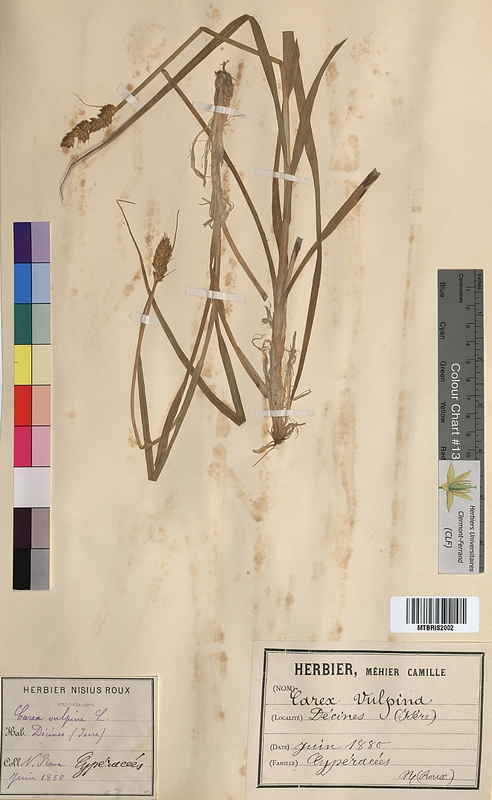 Carex vulpina (Cyperaceae)