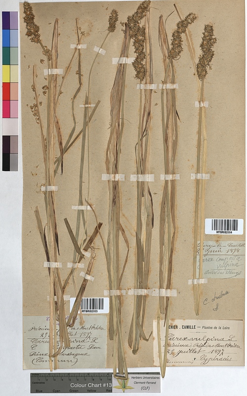 Carex vulpina (Cyperaceae)