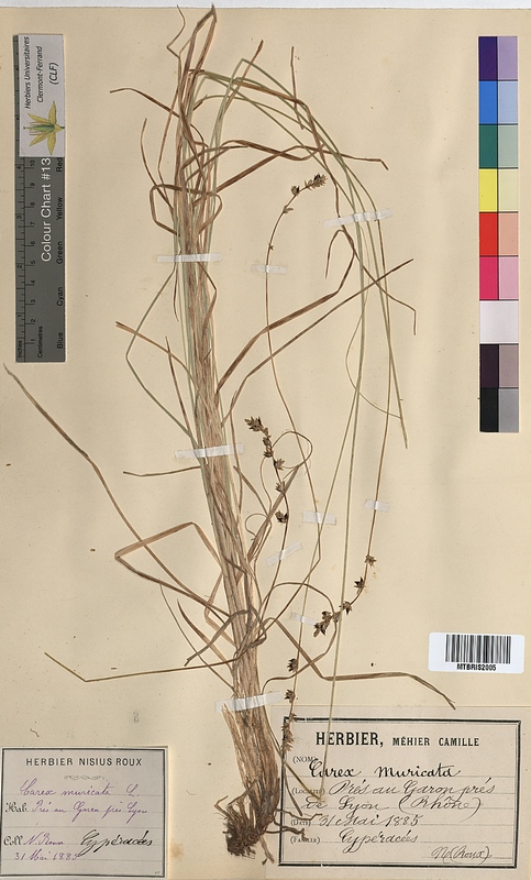 Carex muricata (Cyperaceae)