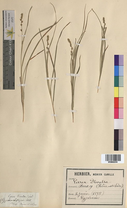 Carex divulsa (Cyperaceae)