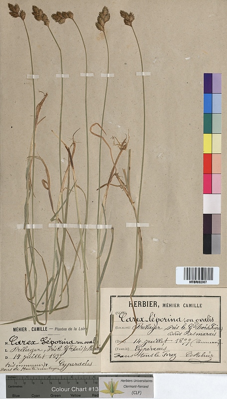 Carex leporina (Cyperaceae)