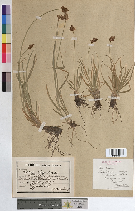 Carex leporina (Cyperaceae)