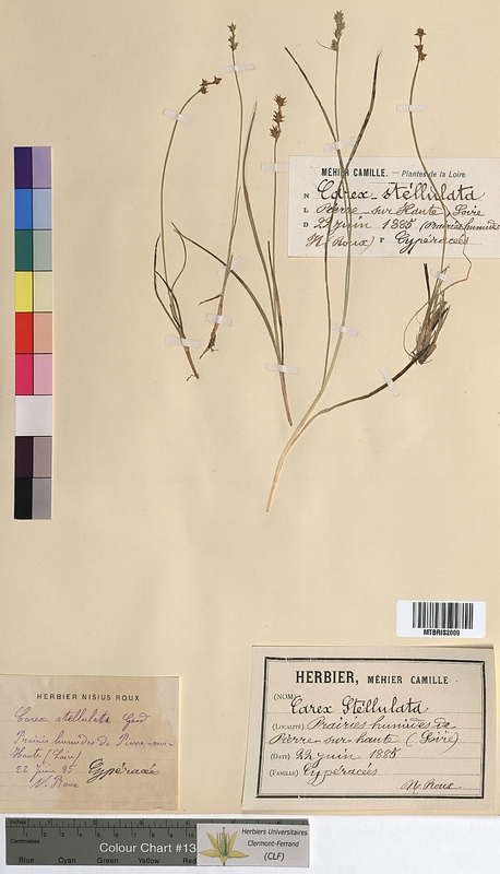 Carex stellulata (Cyperaceae)