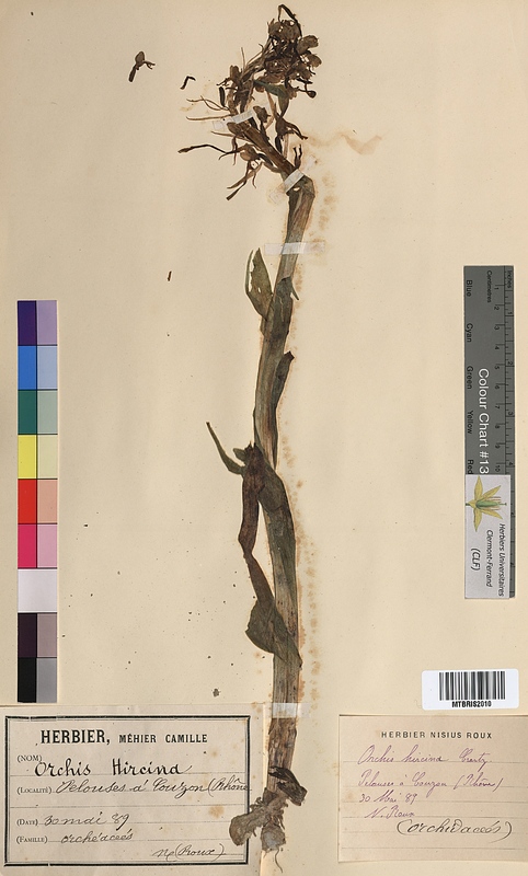 Orchis hircina (Orchidaceae)