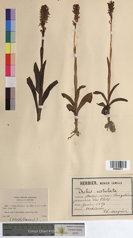Orchis ustulata (Orchidaceae)