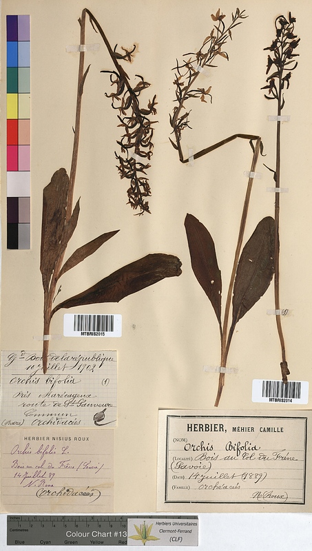 Orchis bifolia (Orchidaceae)