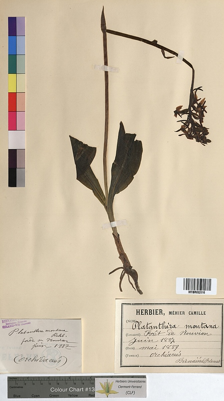 Platanthera montana (Orchidaceae)