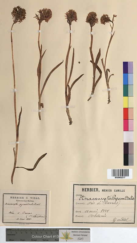 Anacamptis pyramidalis (Orchidaceae)