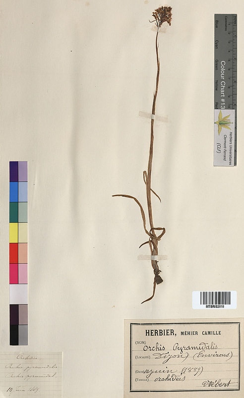 Orchis pyramidalis (Orchidaceae)