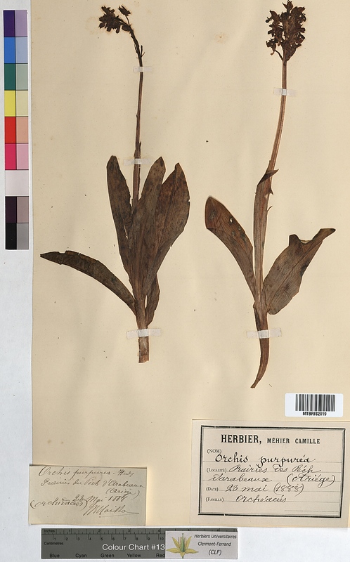Orchis purpurea (Orchidaceae)