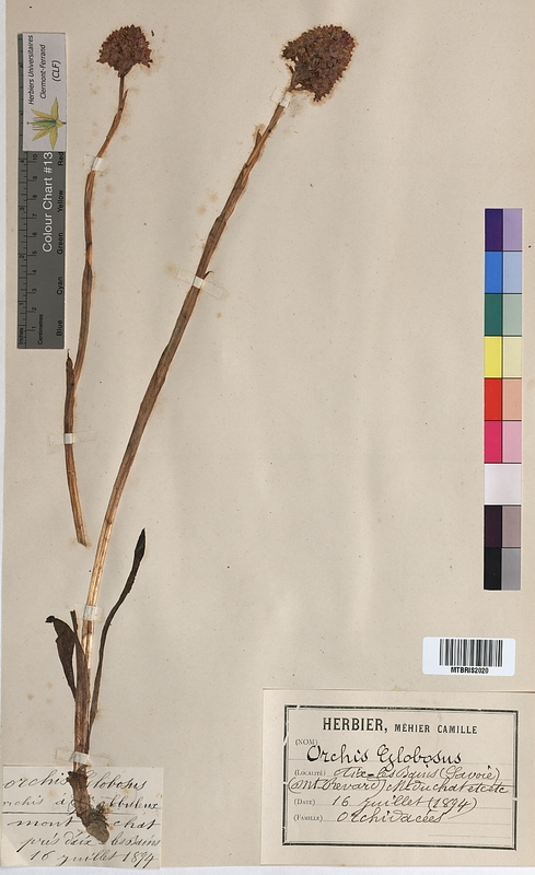 Orchis globosa (Orchidaceae)