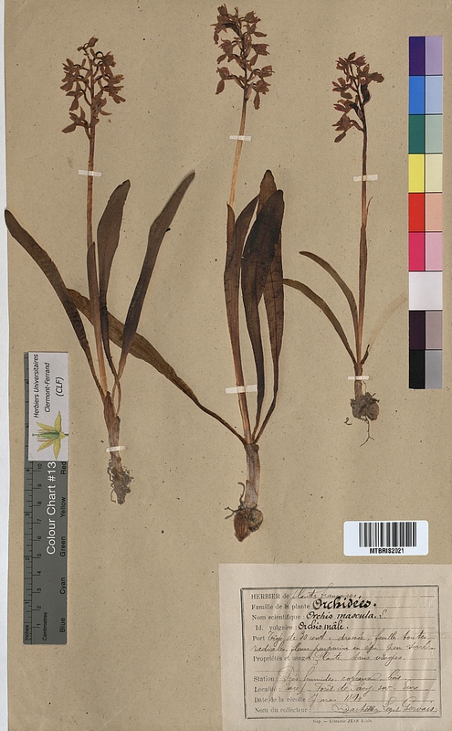 Orchis mascula (Orchidaceae)