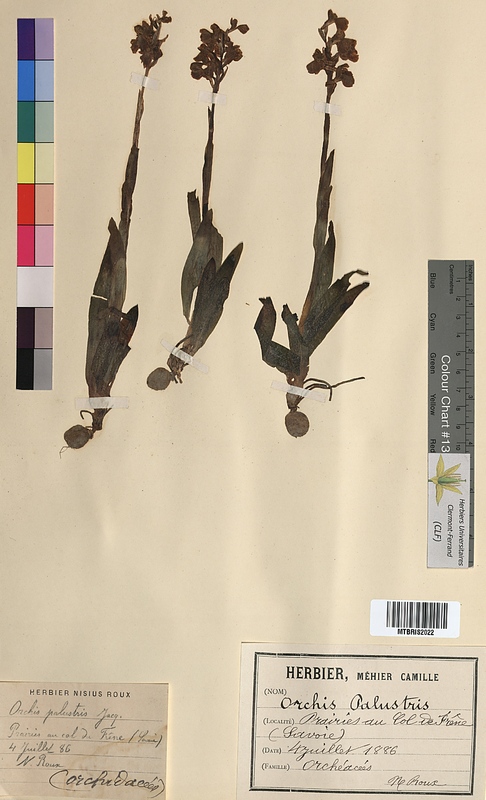 Orchis palustris (Orchidaceae)