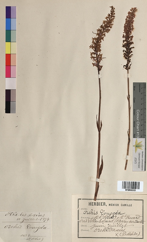 Orchis conopsea (Orchidaceae)