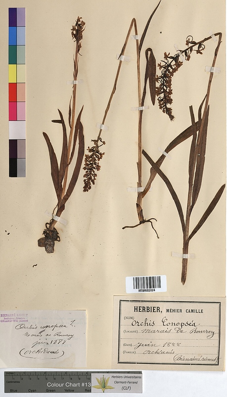 Orchis conopsea (Orchidaceae)