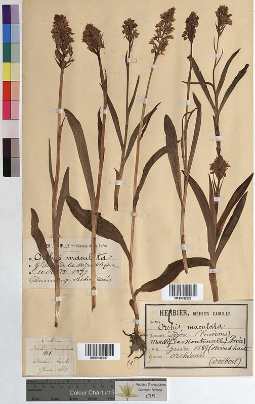 Orchis maculata (Orchidaceae)