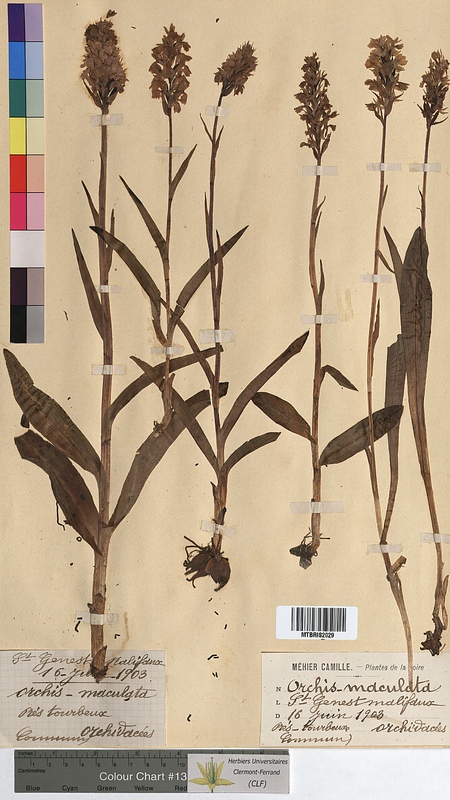 Orchis maculata (Orchidaceae)