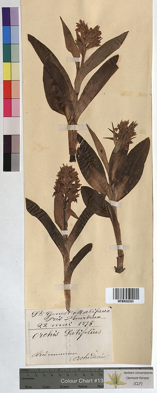 Orchis latifolia (Orchidaceae)