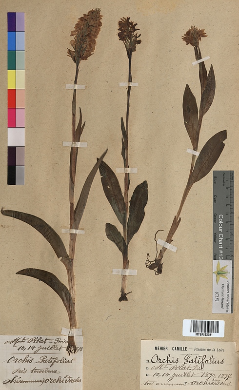 Orchis latifolia (Orchidaceae)