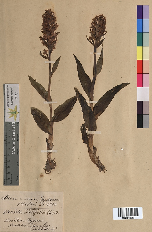 Orchis latifolia (Orchidaceae)
