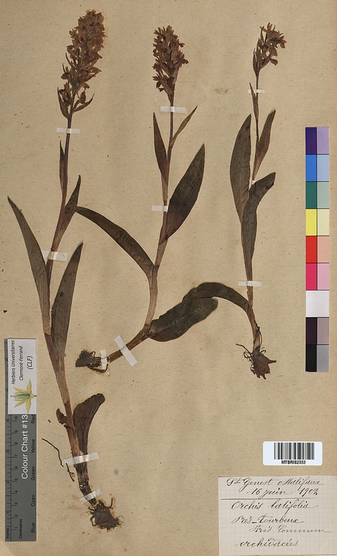 Orchis latifolia (Orchidaceae)