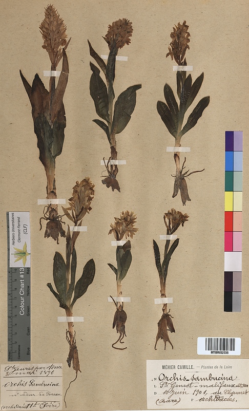 Orchis sambucina (Orchidaceae)