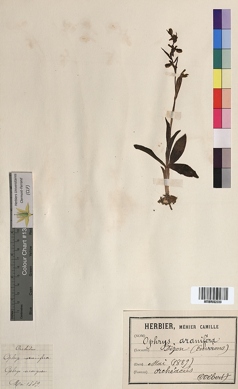 Ophrys aranifera (Orchidaceae)