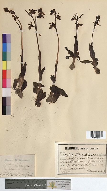 Ophrys aranifera (Orchidaceae)