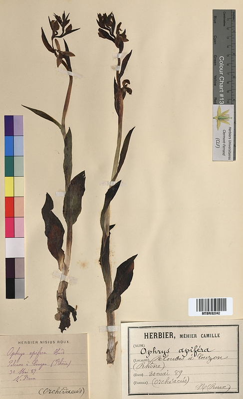 Ophrys apifera (Orchidaceae)