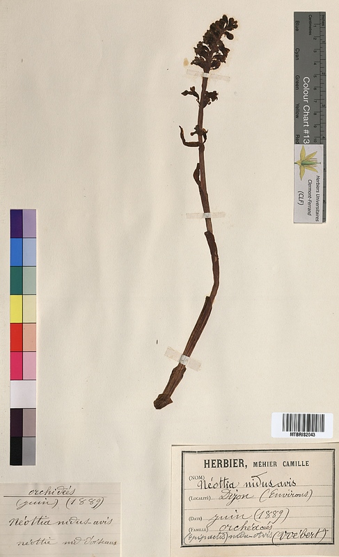 Neottia nidus-avis (Orchidaceae)