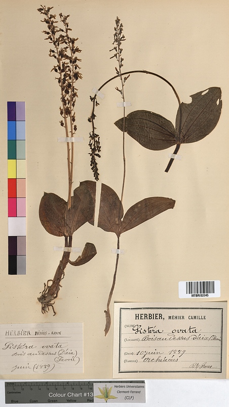 Listera ovata (Orchidaceae)