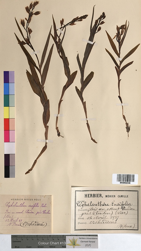 Cephalanthera ensifolia (Orchidaceae)