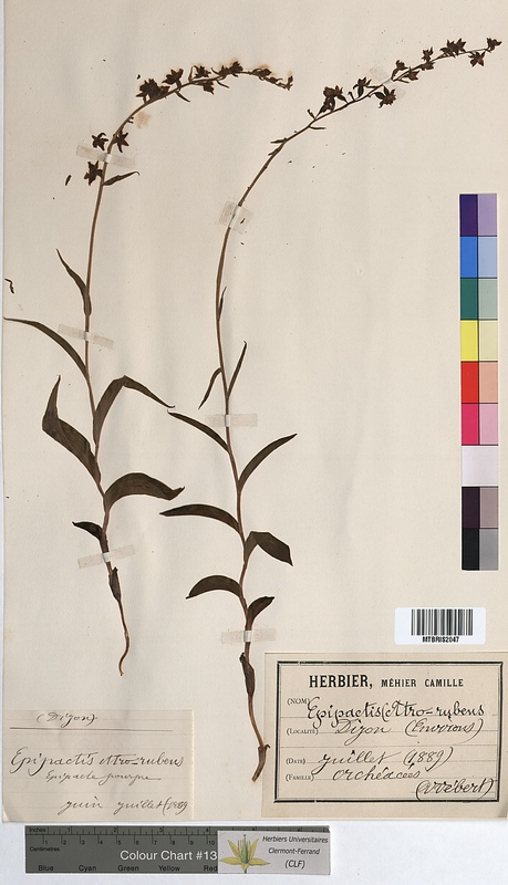 Epipactis atrorubens (Orchidaceae)