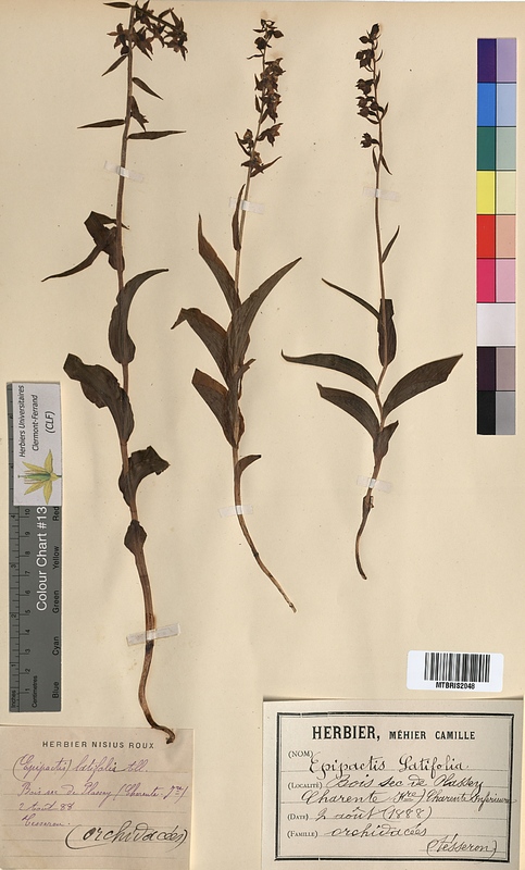 Epipactis latifolia (Orchidaceae)