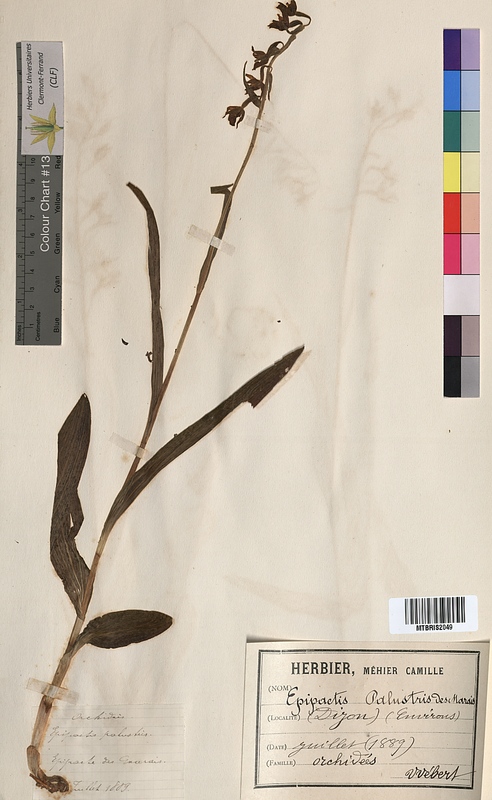 Epipactis palustris (Orchidaceae)