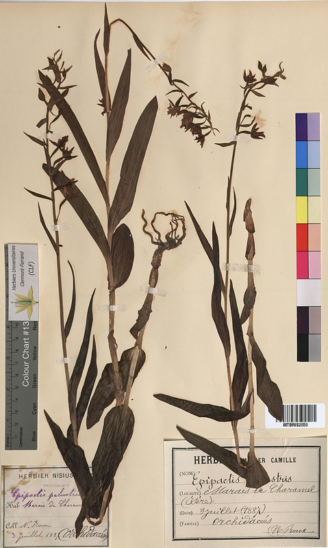 Epipactis palustris (Orchidaceae)