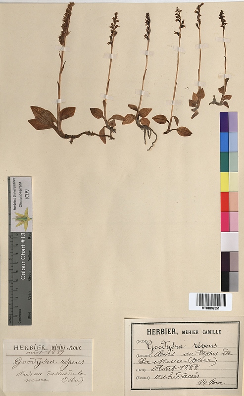 Goodyera repens (Orchidaceae)