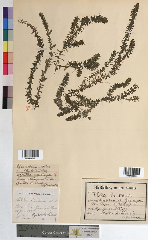 Elodea canadensis (Hydrocharitaceae)