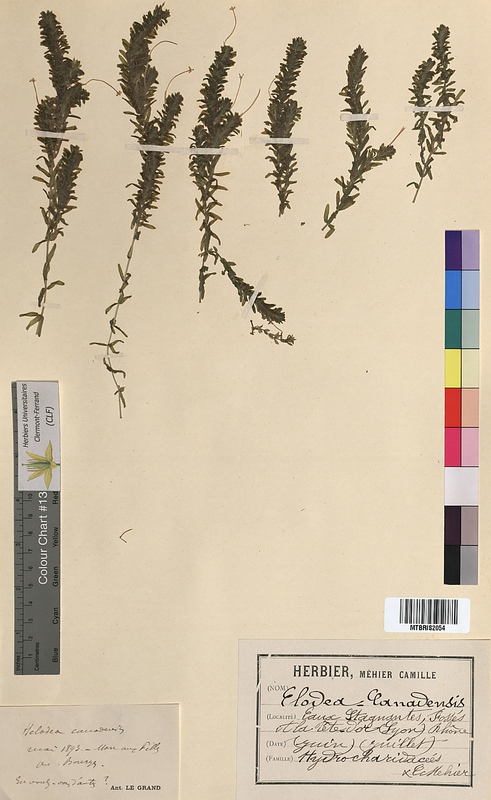 Elodea canadensis (Hydrocharitaceae)