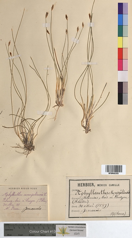 Aphyllanthes monspeliensis (Aphyllanthaceae)