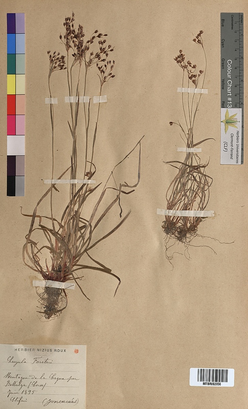 Luzula forsteri (Juncaceae)