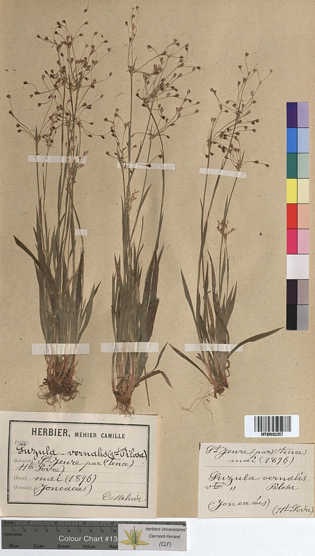 Luzula vernalis (Juncaceae)