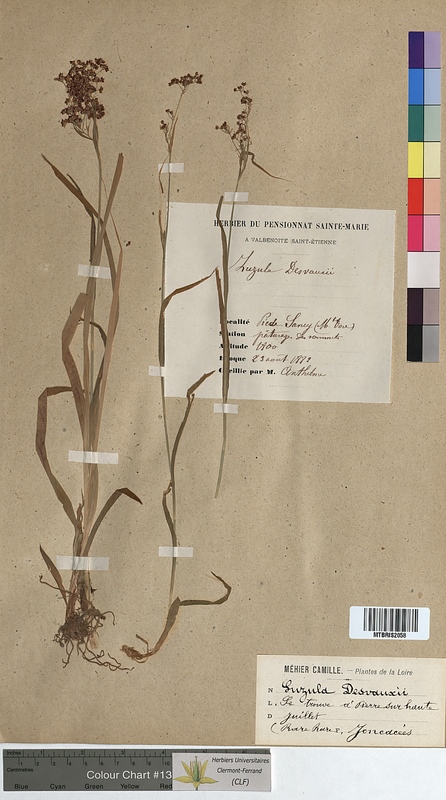 Luzula desvauxii (Juncaceae)