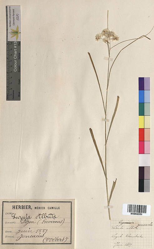 Luzula albida (Juncaceae)
