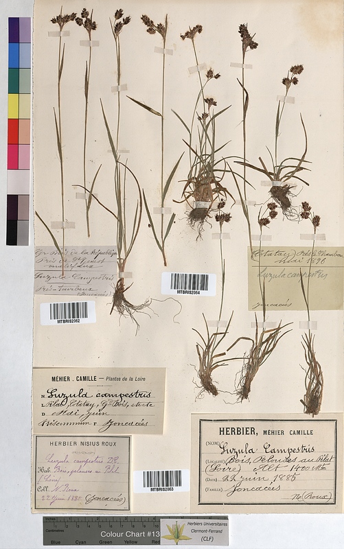 Luzula campestris (Juncaceae)