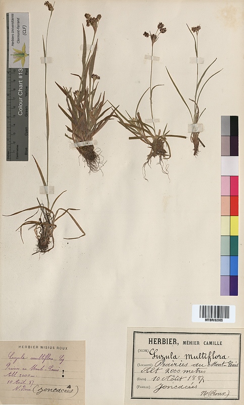 Luzula multiflora (Juncaceae)