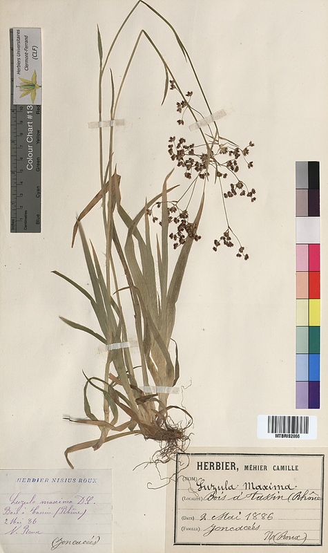 Luzula maxima (Juncaceae)