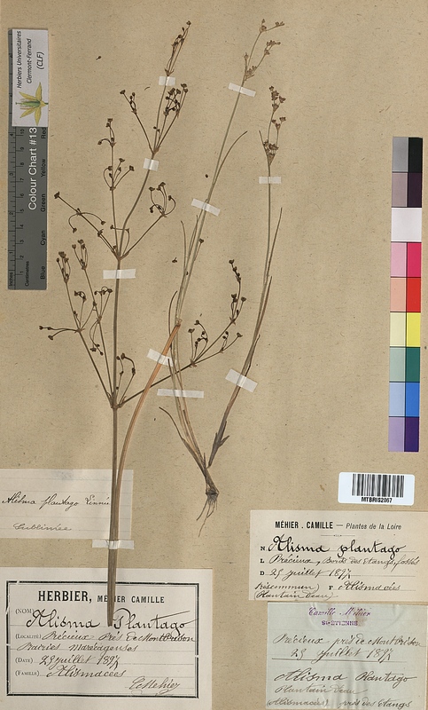 Alisma plantago-aquatica (Alismataceae)