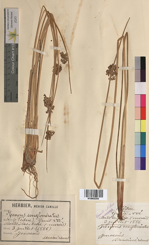Juncus conglomeratus (Juncaceae)